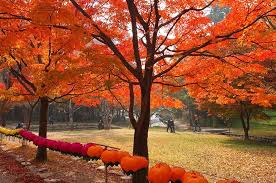 Mùa lá đỏ Hàn Quốc2